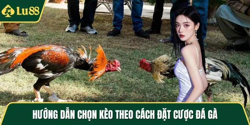 Hướng dẫn chọn kèo theo cách đặt cược đá gà