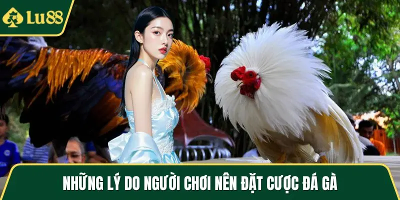 Những lý do người chơi nên đặt cược đá gà